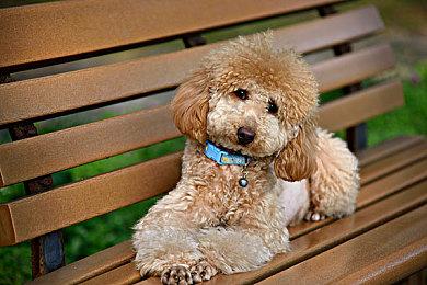 哈兰超人再次归来 《消逝的光芒:困兽》发布30分钟实机演示